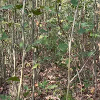 فروش نهال چنار