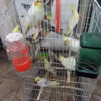 فروش عروس هلندی|پرنده|املش, |دیوار