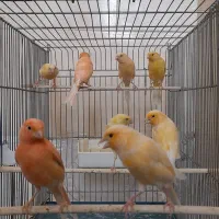 قناری نر و ماده