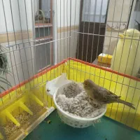 قناری ماده اماده