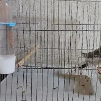 جوجه عروس هلندی ابلغ|پرنده|محمدشهر, ولدآباد|دیوار