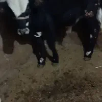 2عدد گوساله نر|حیوانات مزرعه|مریوان, |دیوار