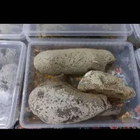عسل طبیعی|خوردنی و آشامیدنی|مسجد سلیمان, |دیوار
