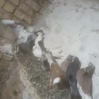 ۱۳ عدد کفتر ساعتی|پرنده|جوادآباد, |دیوار