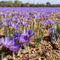 24هکتار زمین مزروعی پیچ ساغروان|اجارهٔ دفتر صنعتی، کشاورزی، تجاری|مشهد, میان ولایت|دیوار