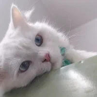 گربه