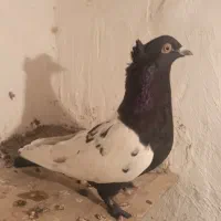 کفتر سینه و سوسکی|پرنده|بیرجند, |دیوار