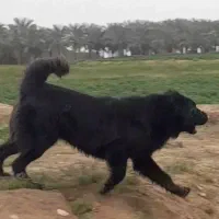 واگذاری توله قدرجون نگهبان