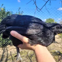 جوجه مرغ ایام سمانی اندونزی