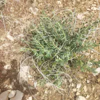 رب انار 250 آب انار 100