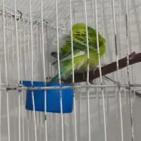 مرغ عشق|پرنده|تهران, امیر بهادر|دیوار