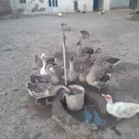 قو‌‌‌غاز‌‌اصل