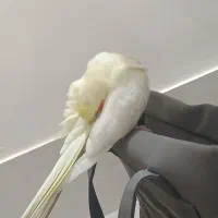 عروس هلندی دستی صحبت می‌کنه ولی کم