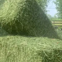 یونجه درجه یک