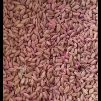 گندم بذری درجه یک