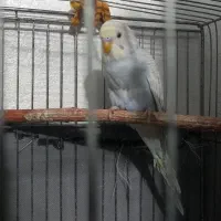 مرغ عشق بالغ