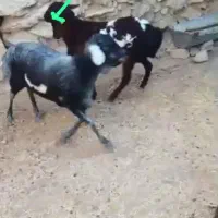 ۳ راس بره برشن درجه یک