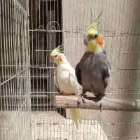 یک جفت عروس هلندی