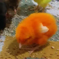 جوجه رنگی و محلی