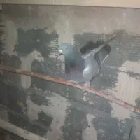 کفتر اصفهانی