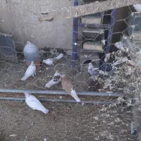 کبوترساعتی درجه یک بهترین خال|پرنده|اصفهان, ارغوانیه|دیوار