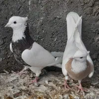 طوقی و تهرانی|پرنده|همدان, |دیوار