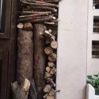 چوب پالونیا