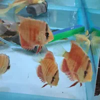 ماهی دیسکس|ماهی|کرج, شهرک اوج|دیوار