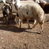 بره نر افشاری|حیوانات مزرعه|زند, |دیوار