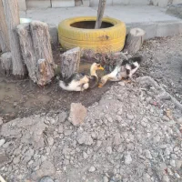 جوجه اردک