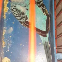 مرغ عشق مولد با ۵ عدد جوجه هاش و مولد روتخم|پرنده|محمدیه-قزوین, |دیوار