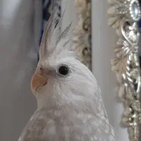 ایزابلا ماده عروس هلندی