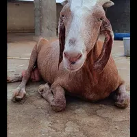 سه تا بزگم شده