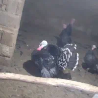 بوقلمون درشت