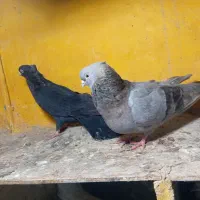 صرب|پرنده|خورموج, |دیوار