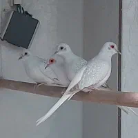 کبوتر خانگی زینتی برلینت|پرنده|اهواز, ۲۰۰۰واحدی|دیوار