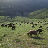 خرید وفروش دام|حیوانات مزرعه|هشتگرد, هشتگرد قدیم|دیوار