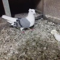 کفتر دم سفید شونی|پرنده|بروجرد, |دیوار