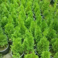 فروش پالم|گل و گیاه طبیعی|واجارگاه, |دیوار