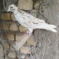 کفتر پرشی شمرونی|پرنده|اصفهان, کشاورزی|دیوار