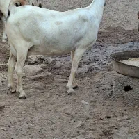 بز سومال|حیوانات مزرعه|بندرلنگه, |دیوار
