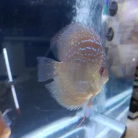 دیسکس نژاد خاص|ماهی|مشهد, هفده شهریور|دیوار