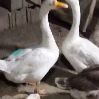 فروش