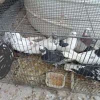 کفتر|پرنده|قم, طلاب غیر ایرانی|دیوار