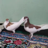 شهری|پرنده|جاسک, |دیوار
