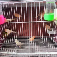 فروش قناری نسل موزائیکی