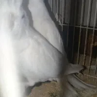 عروس هلندی آلبینو|پرنده|گرگان, |دیوار