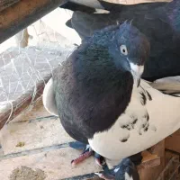 کفتر سینه ای و شیرازی