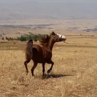 اسب مادیان