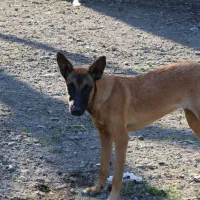 واگذاری سگ مالینیوز|سگ|گرگان, |دیوار